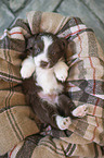 Miniature Australian Shepherd Puppy