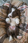 Miniature Australian Shepherd Puppy