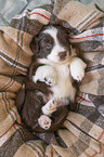 Miniature Australian Shepherd Puppy