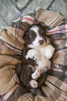 Miniature Australian Shepherd Puppy