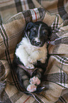 Miniature Australian Shepherd Puppy