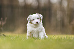 Miniature Australian Shepherd Puppy