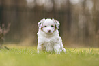 Miniature Australian Shepherd Puppy