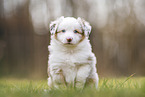 Miniature Australian Shepherd Puppy