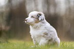 Miniature Australian Shepherd Puppy