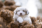 Miniature Australian Shepherd Puppy