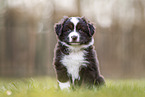 Miniature Australian Shepherd Puppy