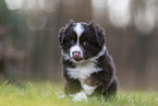 Miniature Australian Shepherd Puppy