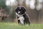 Miniature Australian Shepherd Puppy