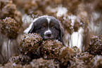 Miniature Australian Shepherd Puppy