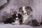 Miniature Australian Shepherds