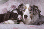 Miniature Australian Shepherds