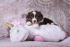 Miniature Australian Shepherd Puppy