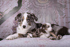 Miniature Australian Shepherds