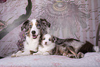 Miniature Australian Shepherds