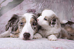 Miniature Australian Shepherds