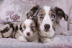 Miniature Australian Shepherds