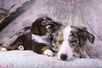 Miniature Australian Shepherds