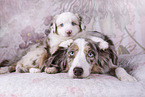 Miniature Australian Shepherds