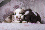 Miniature Australian Shepherd Puppies