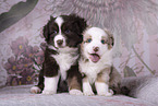 Miniature Australian Shepherd Puppies