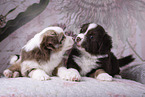 Miniature Australian Shepherd Puppies