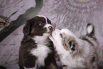 Miniature Australian Shepherd Puppies