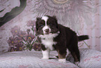 Miniature Australian Shepherd Puppy