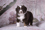 Miniature Australian Shepherd Puppy