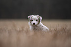 Miniature Australian Shepherd Puppy