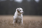 Miniature Australian Shepherd Puppy