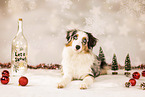 Miniature Australian Shepherd in studio