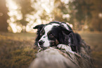 Miniature Australian Shepherd