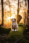 Miniature Australian Shepherd Puppy