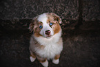 Miniature Australian Shepherd Puppy