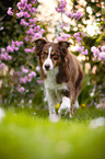 Miniature Australian Shepherd