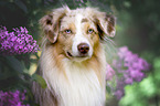 Miniature Australian Shepherd