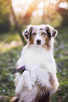 Miniature Australian Shepherd