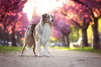 Miniature Australian Shepherd