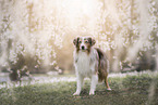 Miniature Australian Shepherd