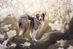 Miniature Australian Shepherd