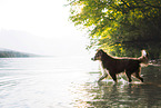 Miniature Australian Shepherd