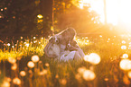 young woman with 2 Miniature Australian Shepherds