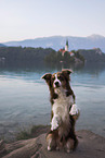 Miniature Australian Shepherd