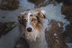 Miniature Australian Shepherd