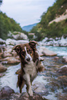 Miniature Australian Shepherd