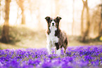 Miniature Australian Shepherd