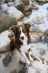 Miniature Australian Shepherd