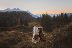 Miniature Australian Shepherd