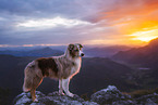 Miniature Australian Shepherd